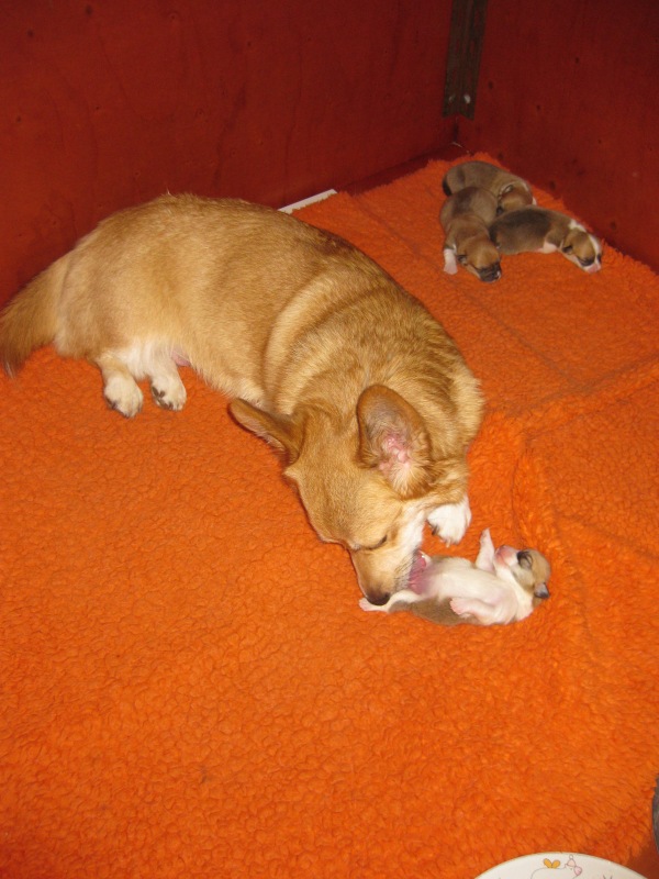 Puppies